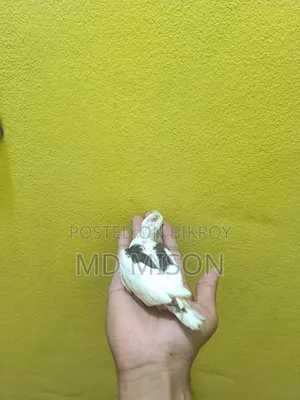 হাই মিউটেশন ভি পাইড টেম সাইজের বেবি বিক্রিয় করা হবে