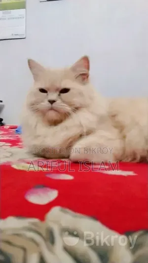1+ year Female Purebred Persian