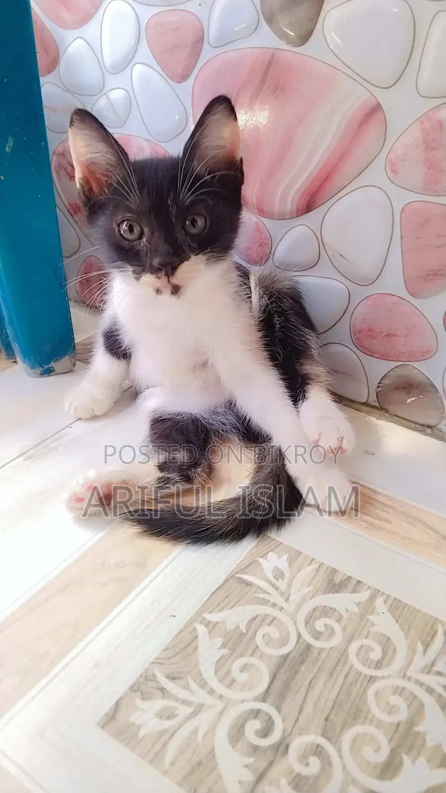 1+ year Female Purebred Persian