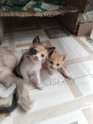 1+ year Female Purebred Persian