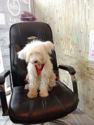 6-12 months Female Purebred Lhasa Apso