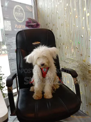 6-12 months Female Purebred Lhasa Apso