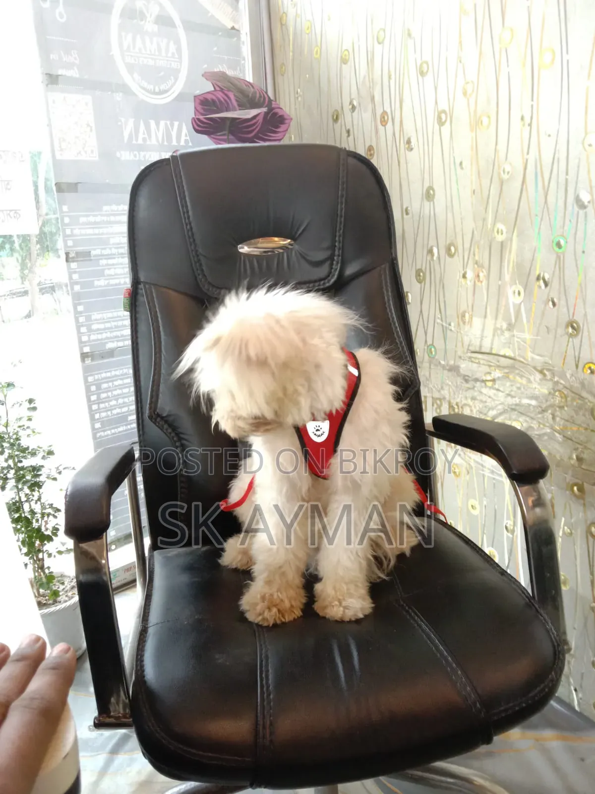 6-12 months Female Purebred Lhasa Apso