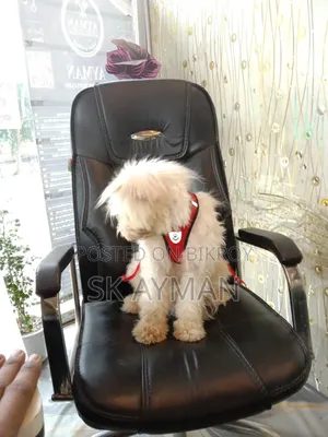 6-12 months Female Purebred Lhasa Apso