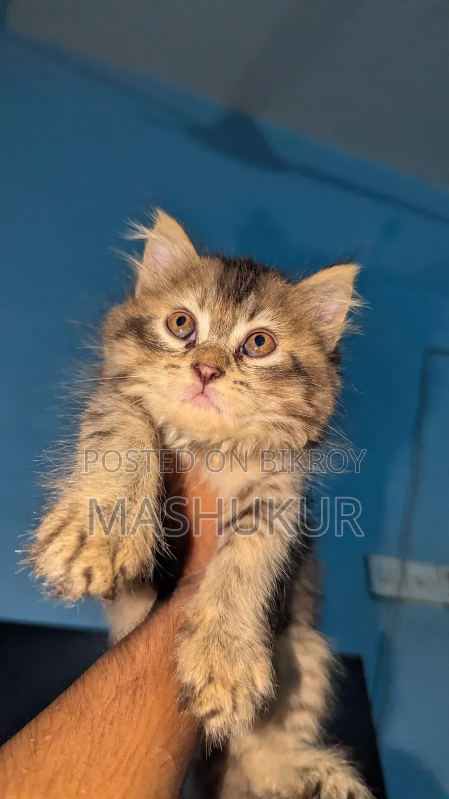 1-3 months Female Purebred Persian