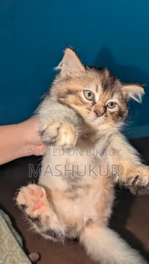 1-3 months Female Purebred Persian