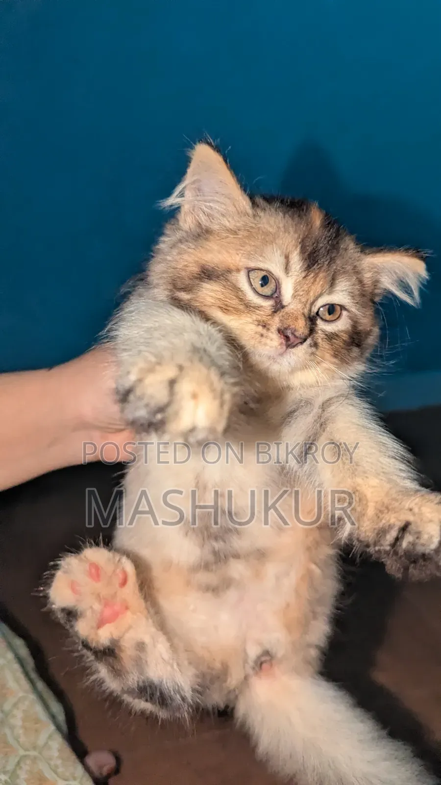 1-3 months Female Purebred Persian