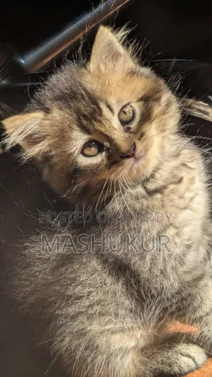 1-3 months Female Purebred Persian