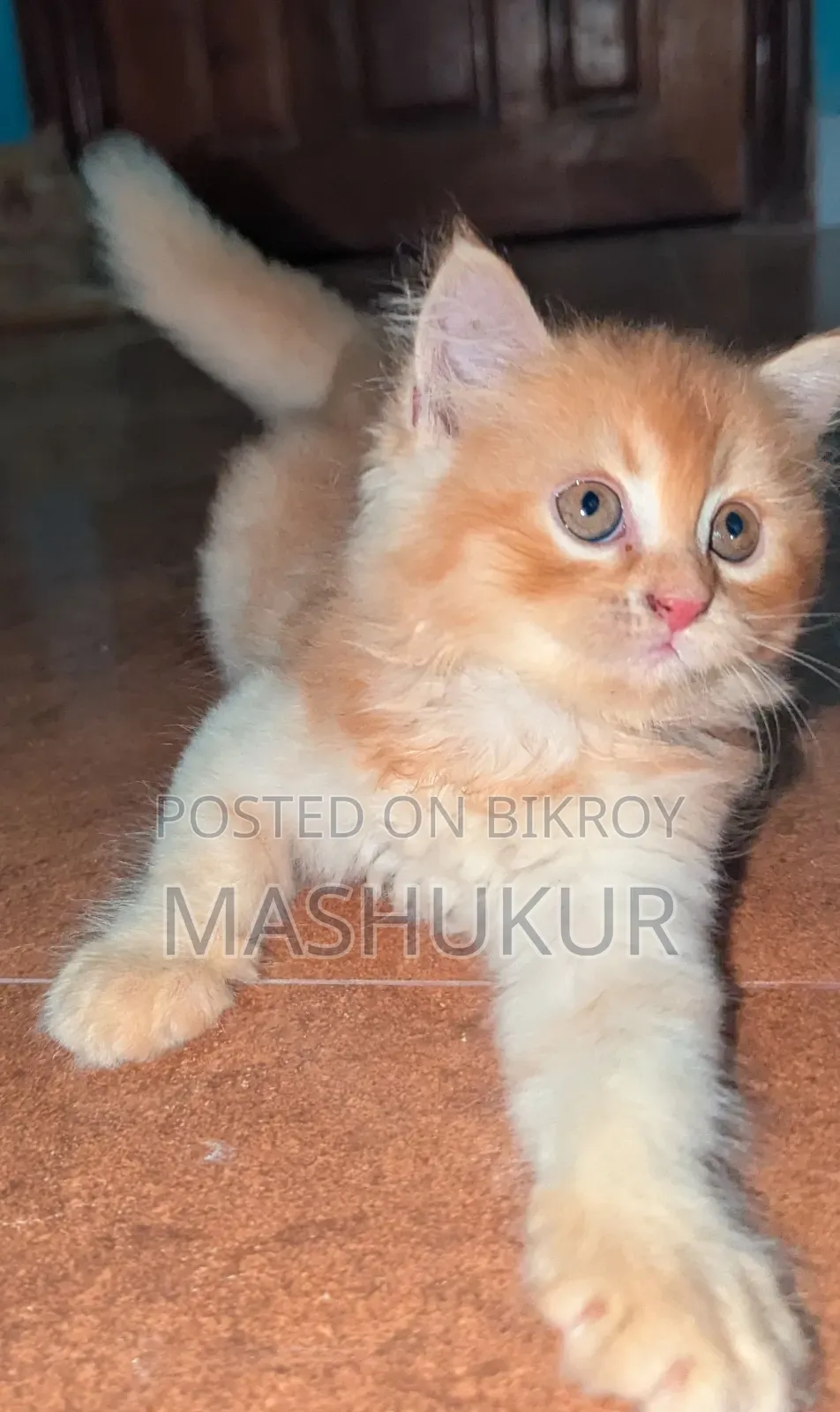 1-3 months Female Purebred Persian