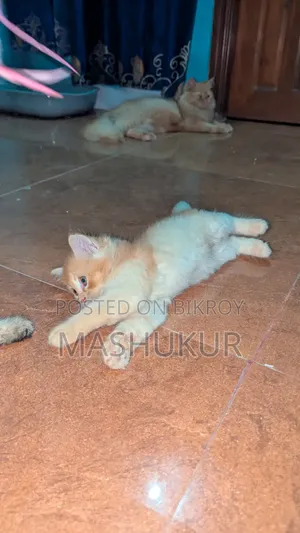 1-3 months Female Purebred Persian