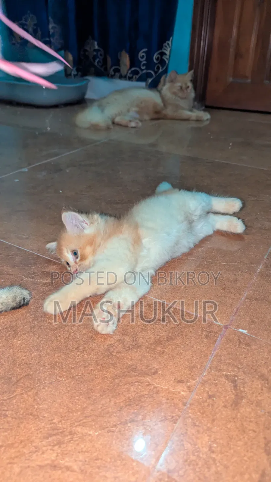 1-3 months Female Purebred Persian