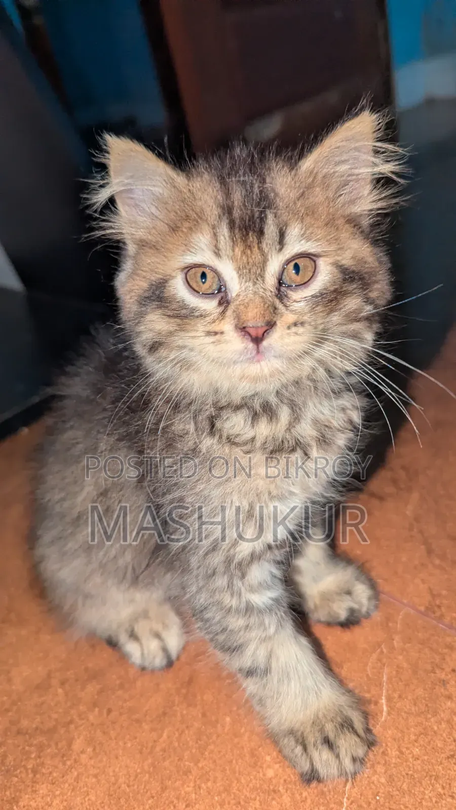 1-3 months Female Purebred Persian