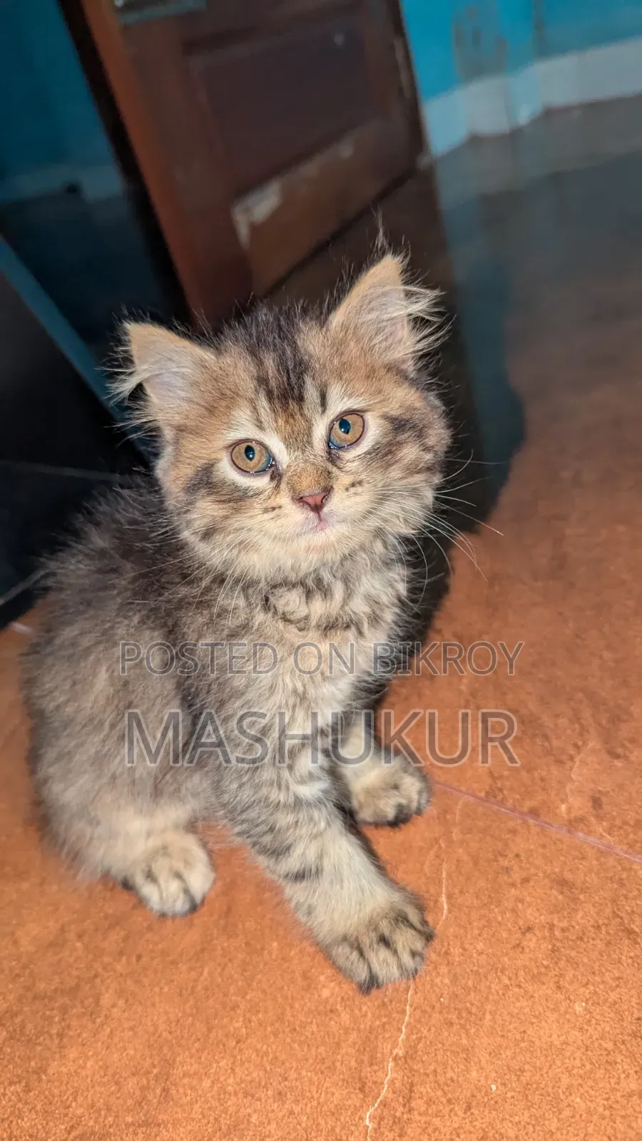 1-3 months Female Purebred Persian