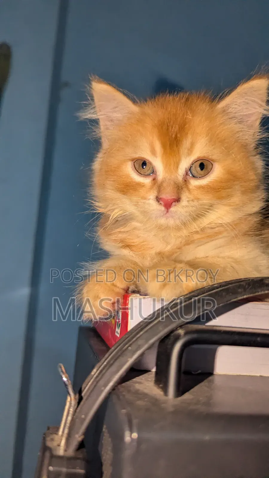 1-3 months Female Purebred Persian