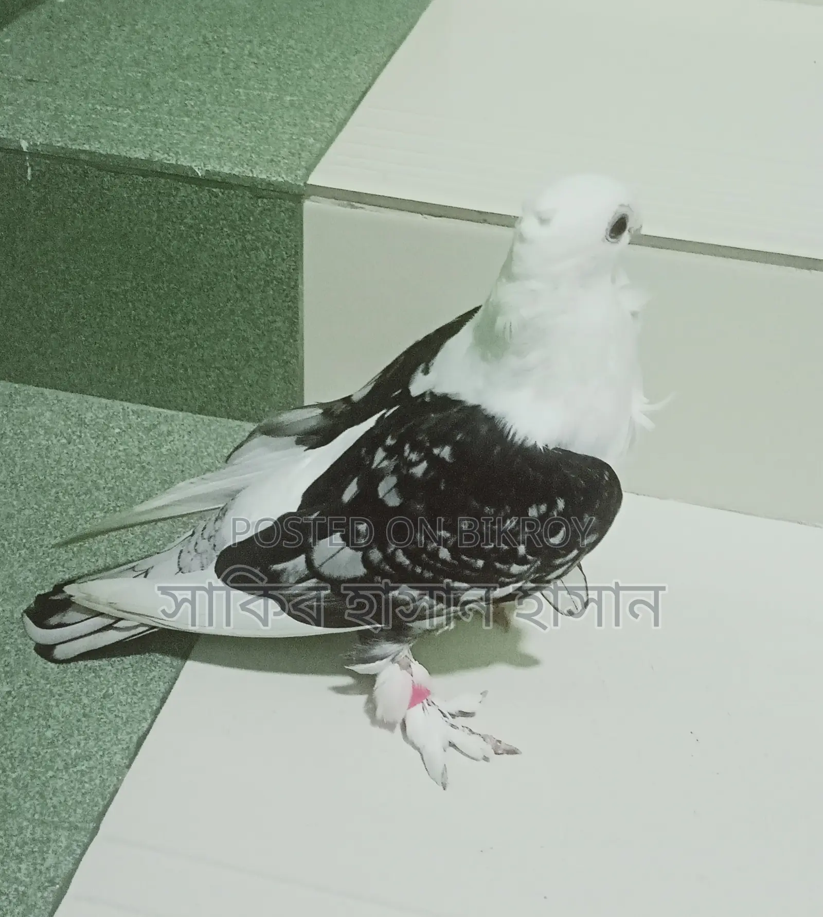 সার্টিন কবুতর