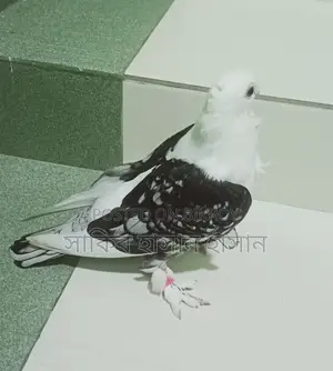 সার্টিন কবুতর