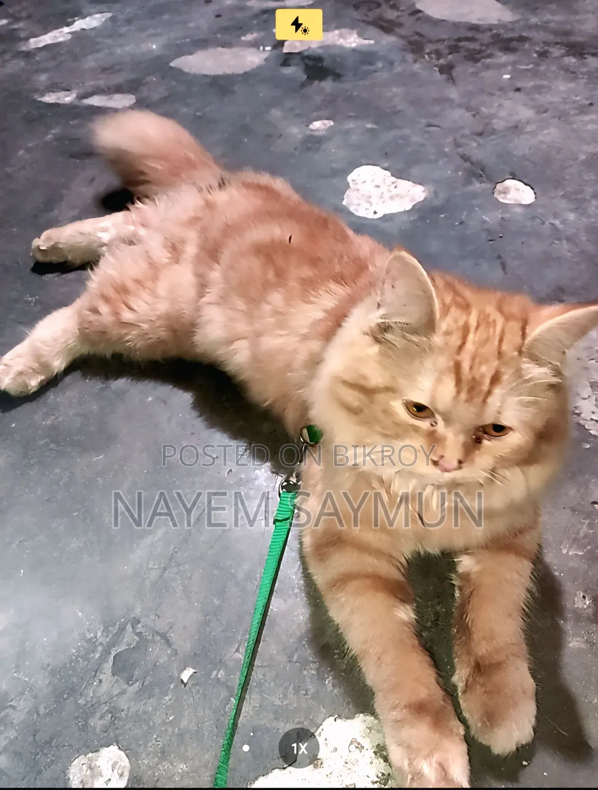 1-3 months Female Purebred Persian
