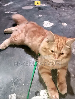 1-3 months Female Purebred Persian