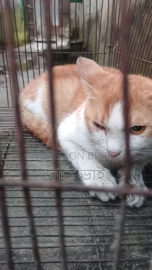 1-3 Months Female Mixed Breed Persian