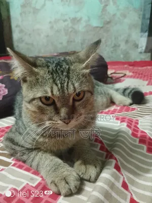 3-6 months Male Mixed Breed Persian