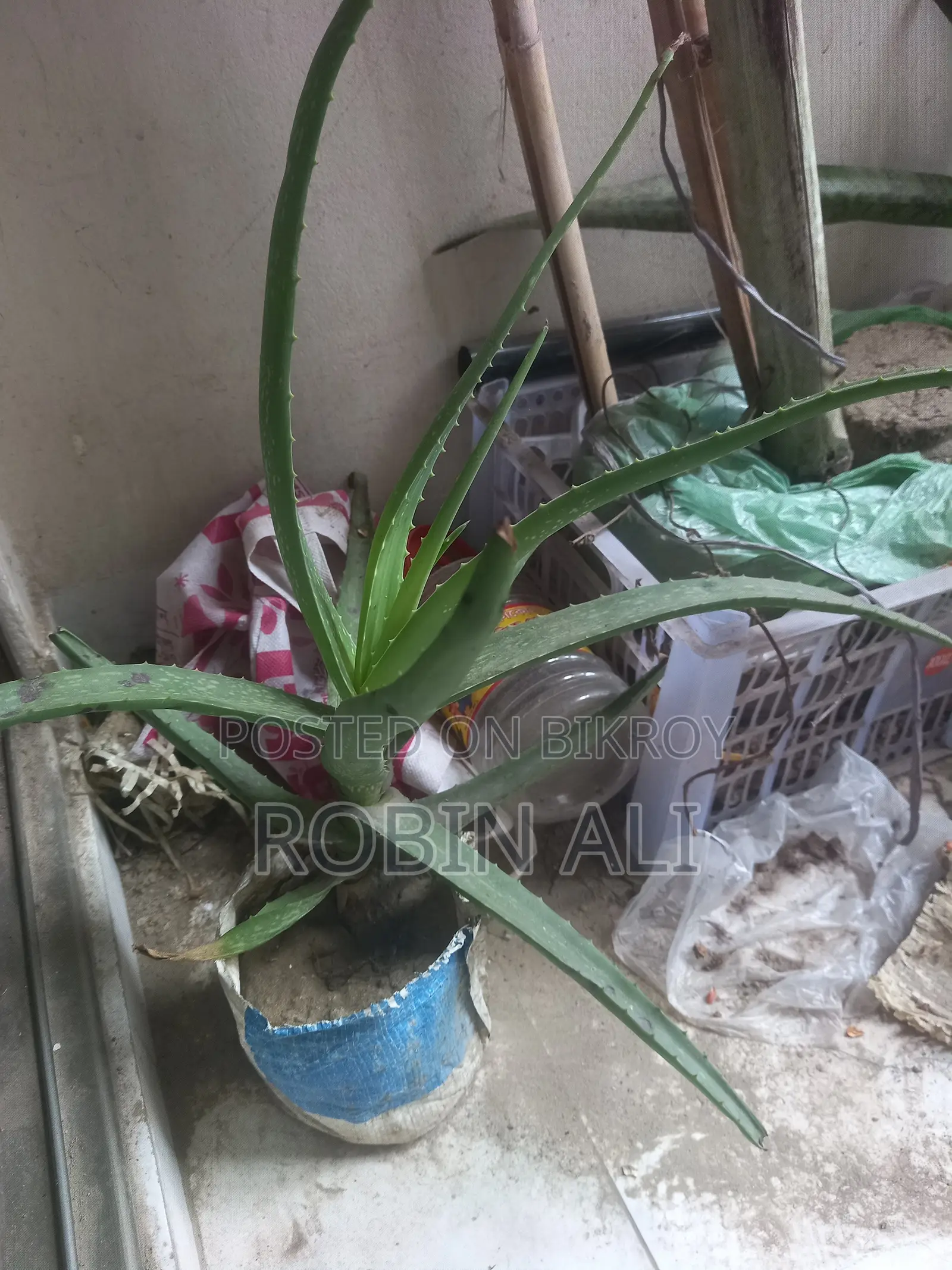 পান গাছ (মিস্টি পান)