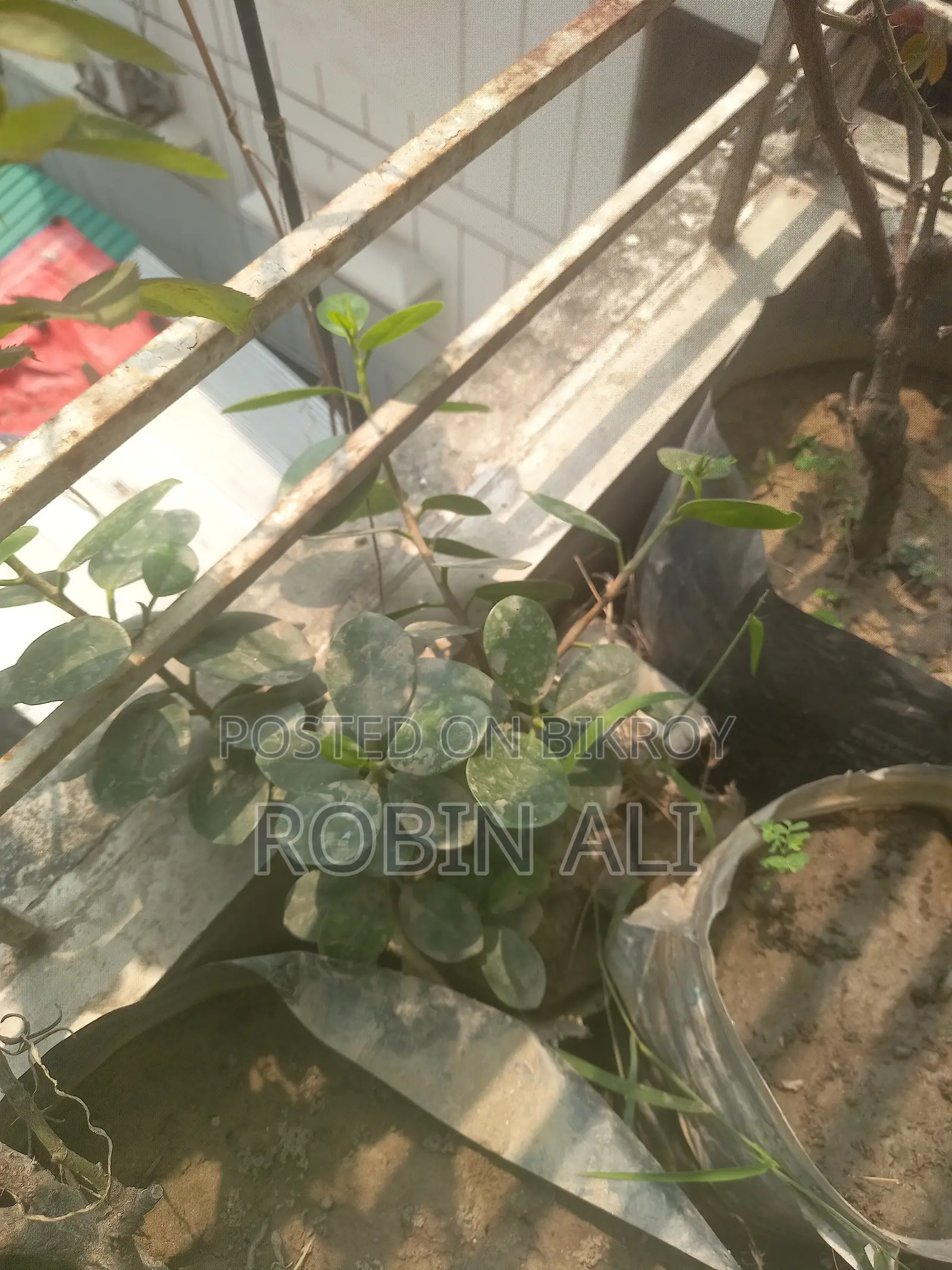 পান গাছ (মিস্টি পান)