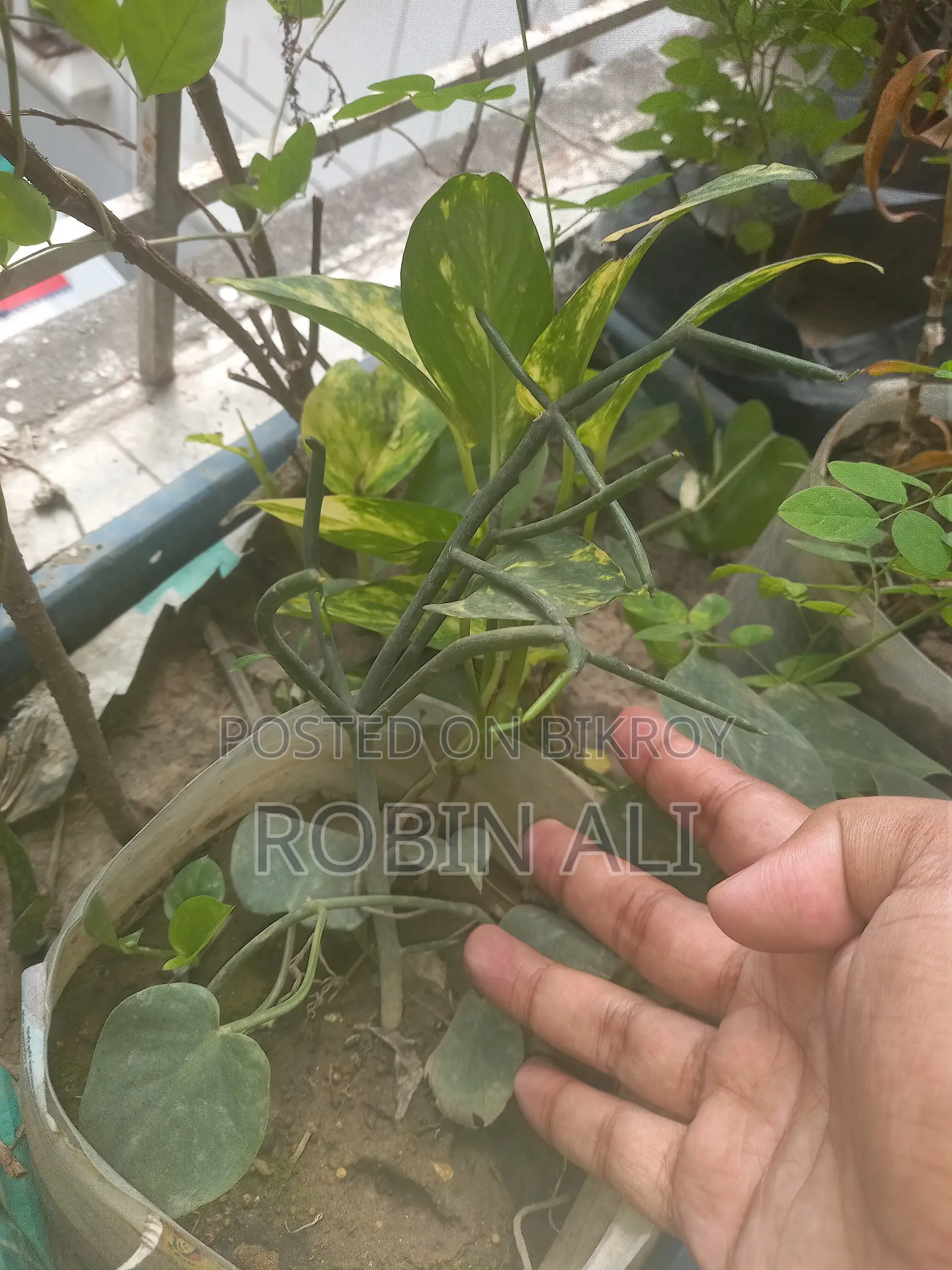 পান গাছ (মিস্টি পান)
