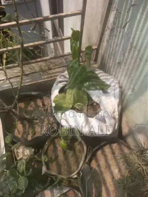 পান গাছ (মিস্টি পান)