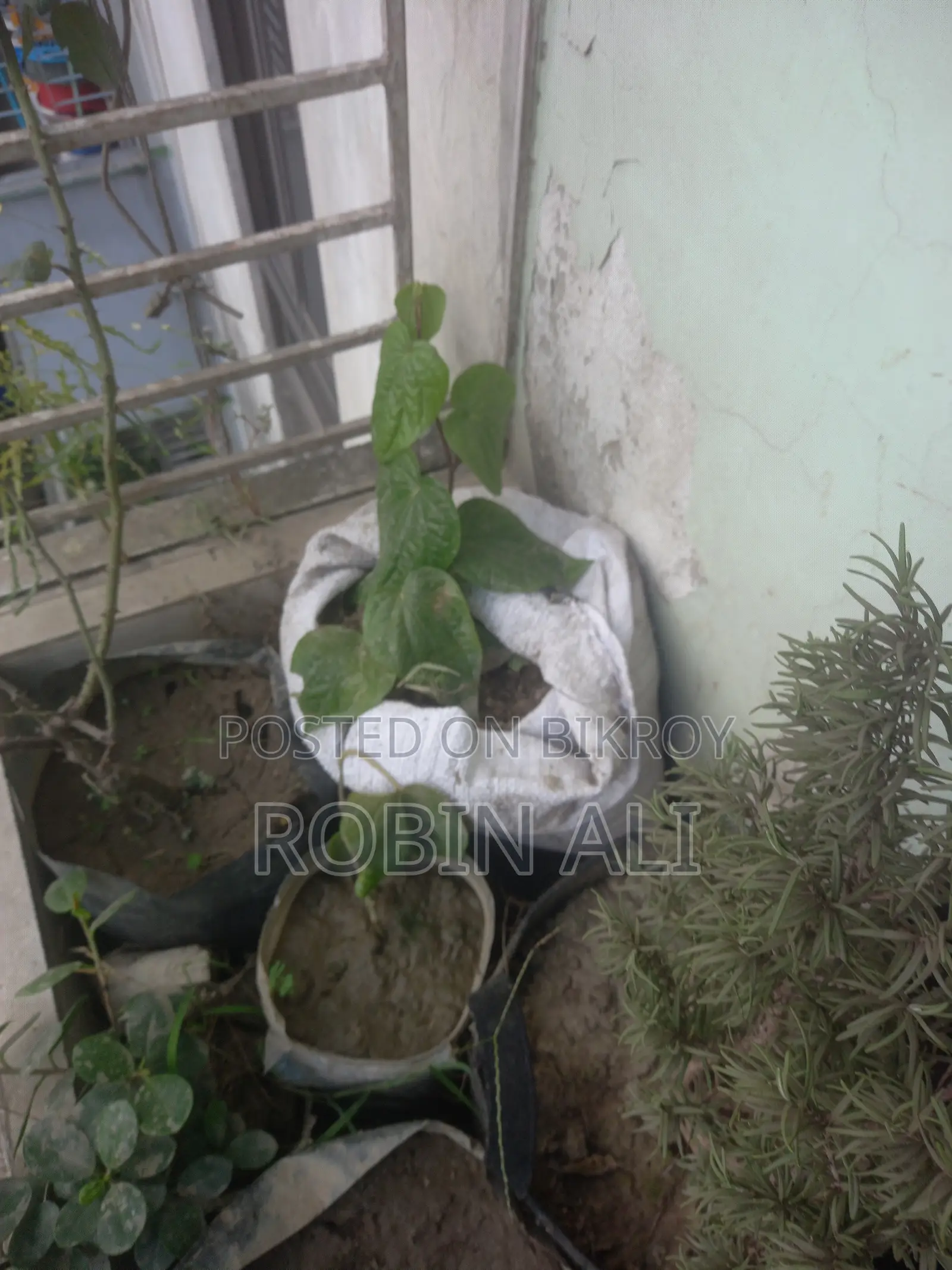 পান গাছ (মিস্টি পান)