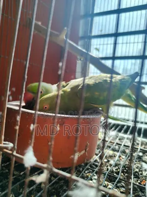 Ringneck Bird
