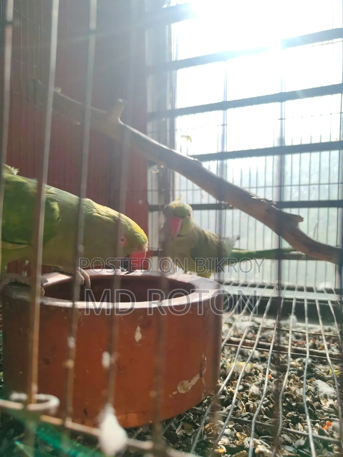 Ringneck Bird
