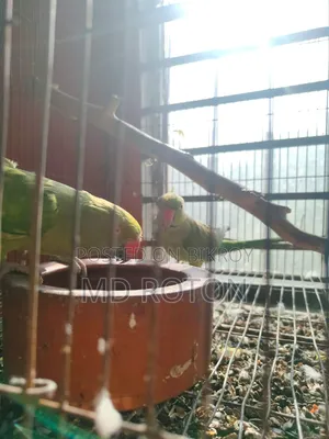 Ringneck Bird