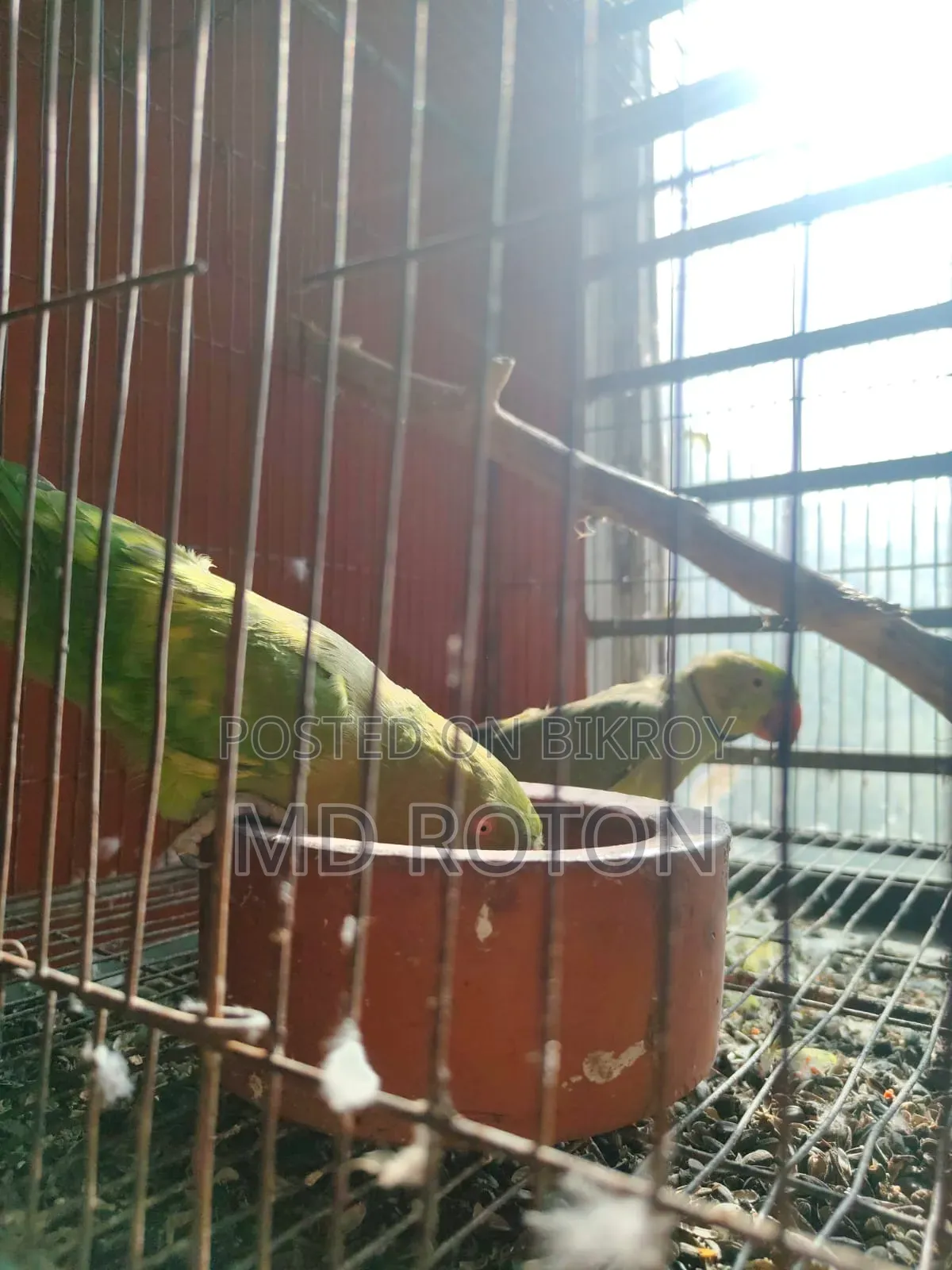 Ringneck Bird