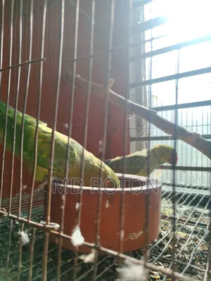 Ringneck Bird