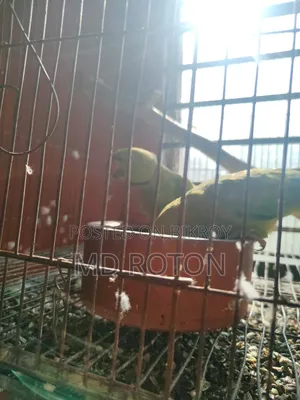 Ringneck Bird