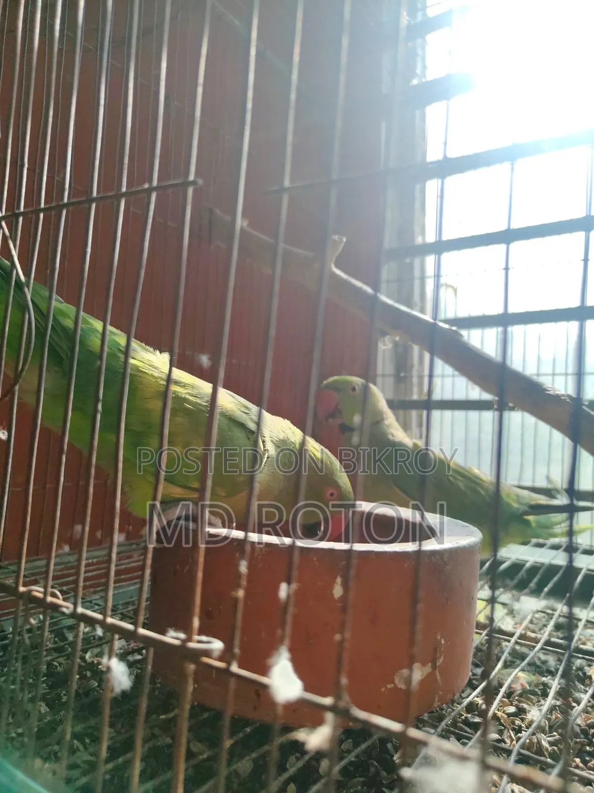 Ringneck Bird