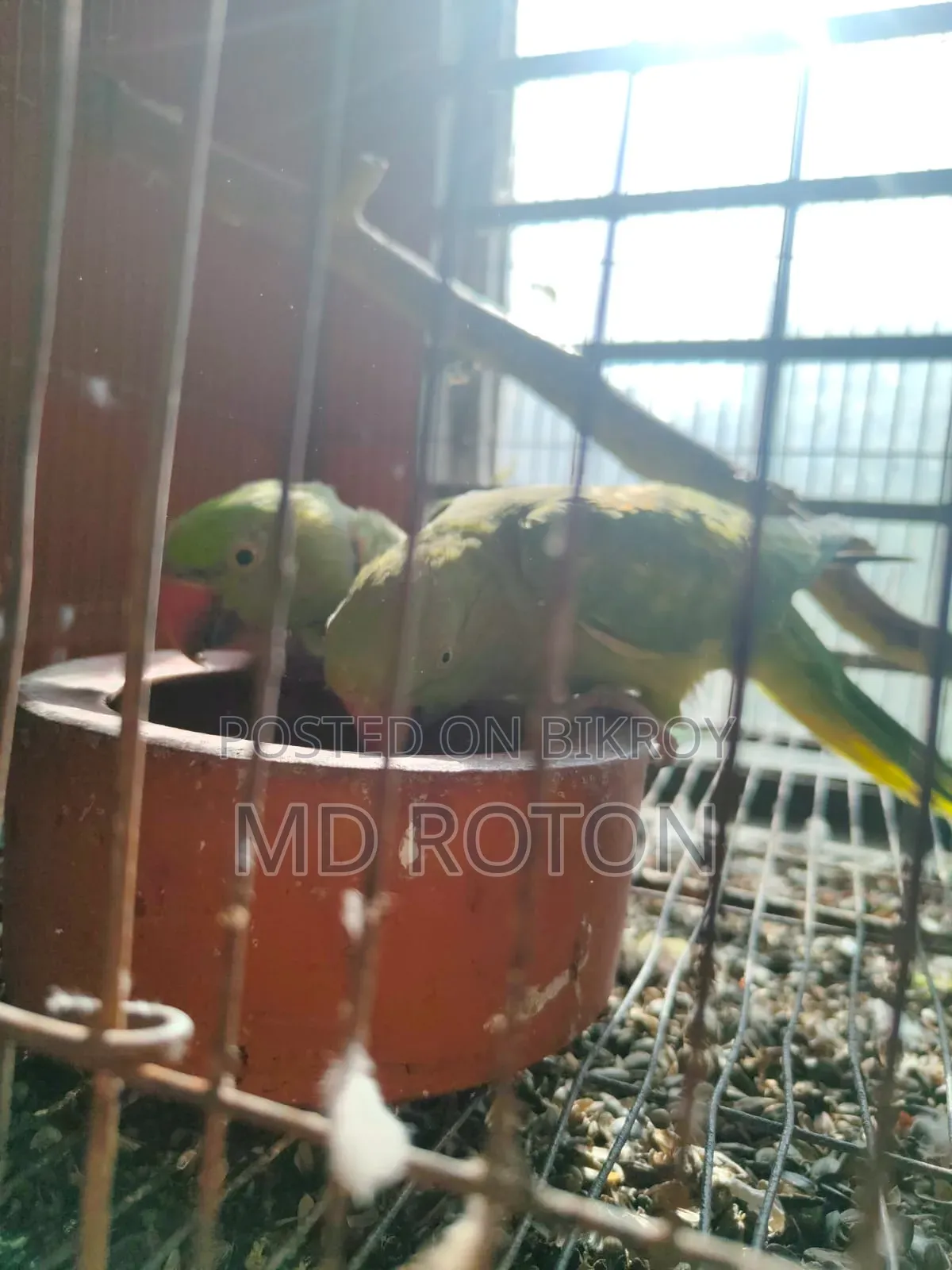 Ringneck Bird