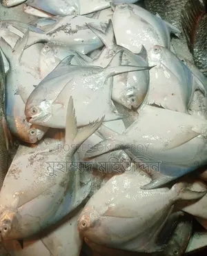 Premium Pomfret