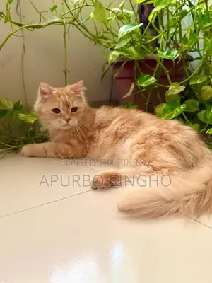 1-3 months Female Purebred Persian