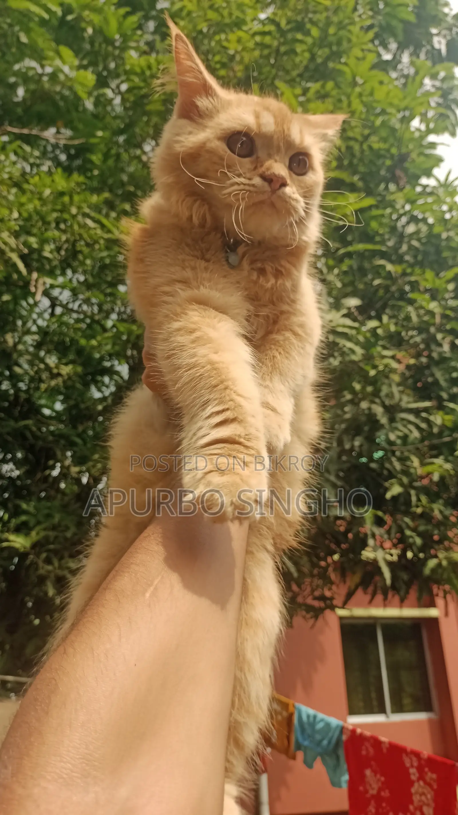 1-3 months Female Purebred Persian