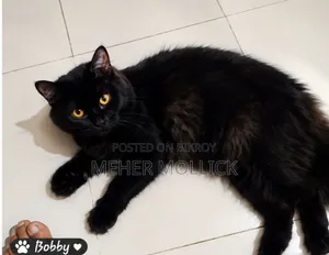 1+ year Female Purebred Persian