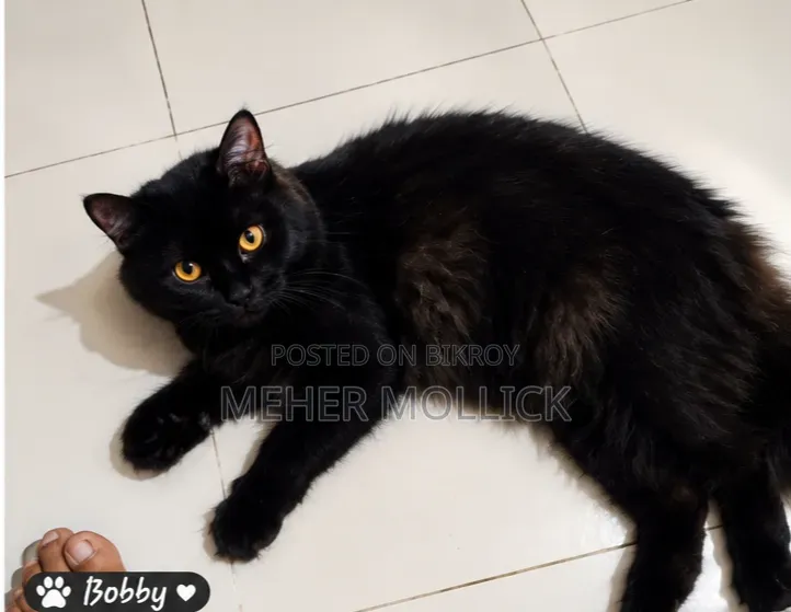 1+ year Female Purebred Persian