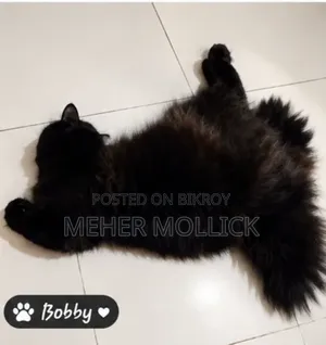 1+ year Female Purebred Persian