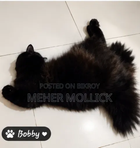 1+ year Female Purebred Persian