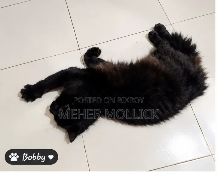 1+ year Female Purebred Persian