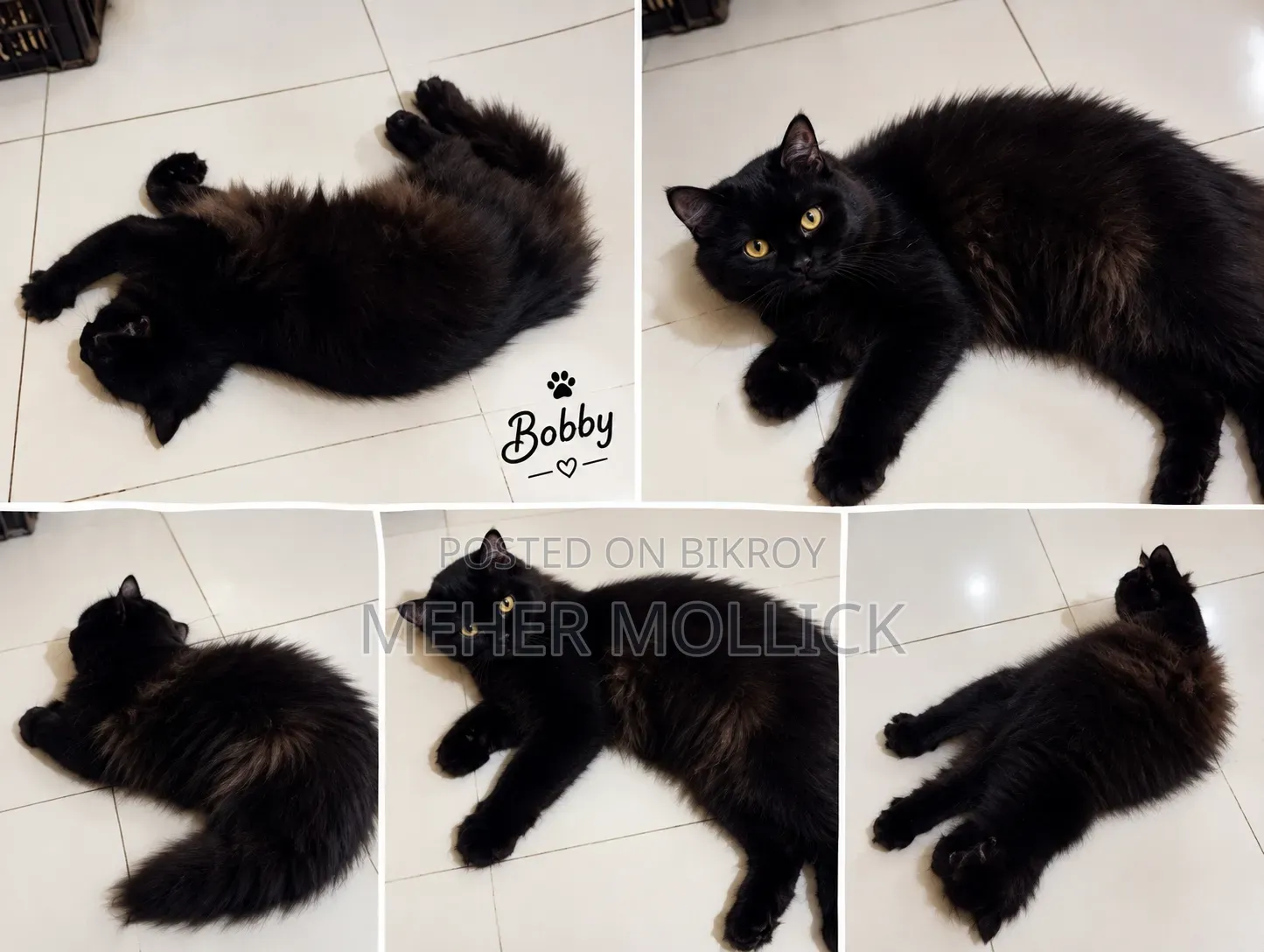 1+ year Female Purebred Persian
