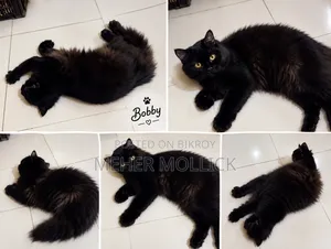 1+ year Female Purebred Persian