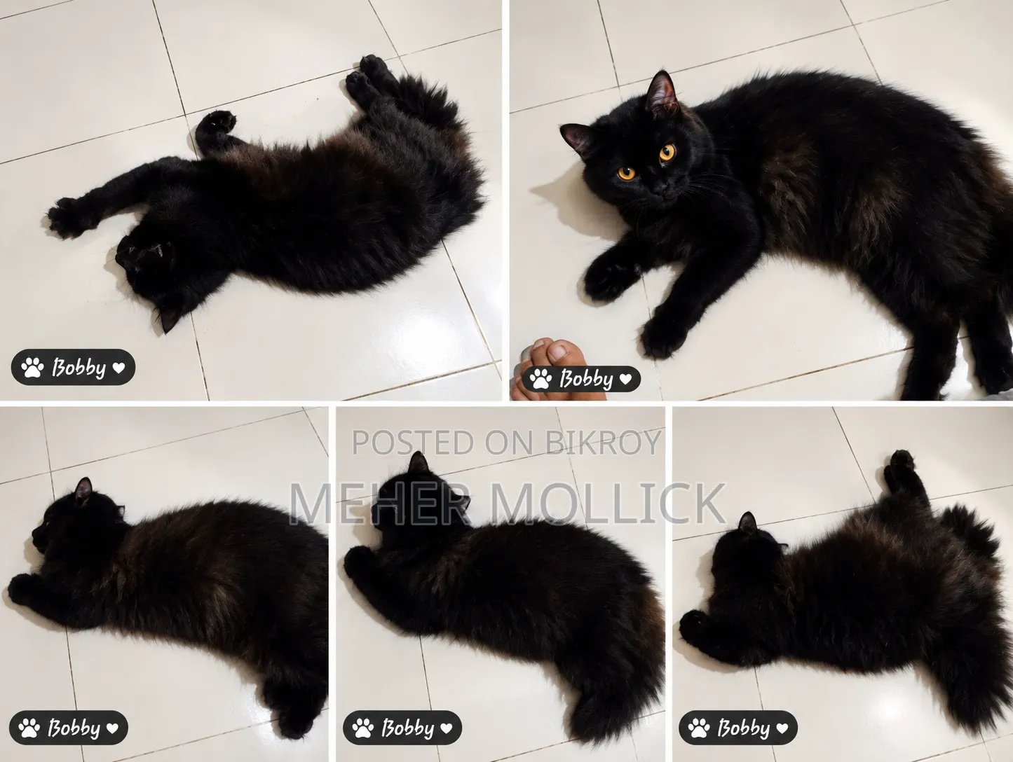 1+ year Female Purebred Persian