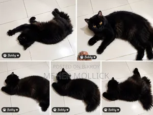 1+ year Female Purebred Persian