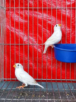 Finch - CFW Pair